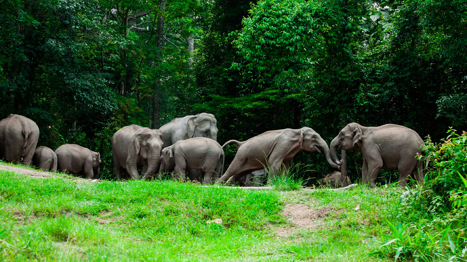 อุทยานแห่งชาติเขาใหญ่ — รายการแนะนำอุทยานแห่งชาติทางบกที่มีพื้นที่ขนาดใหญ่ในประเทศไทย