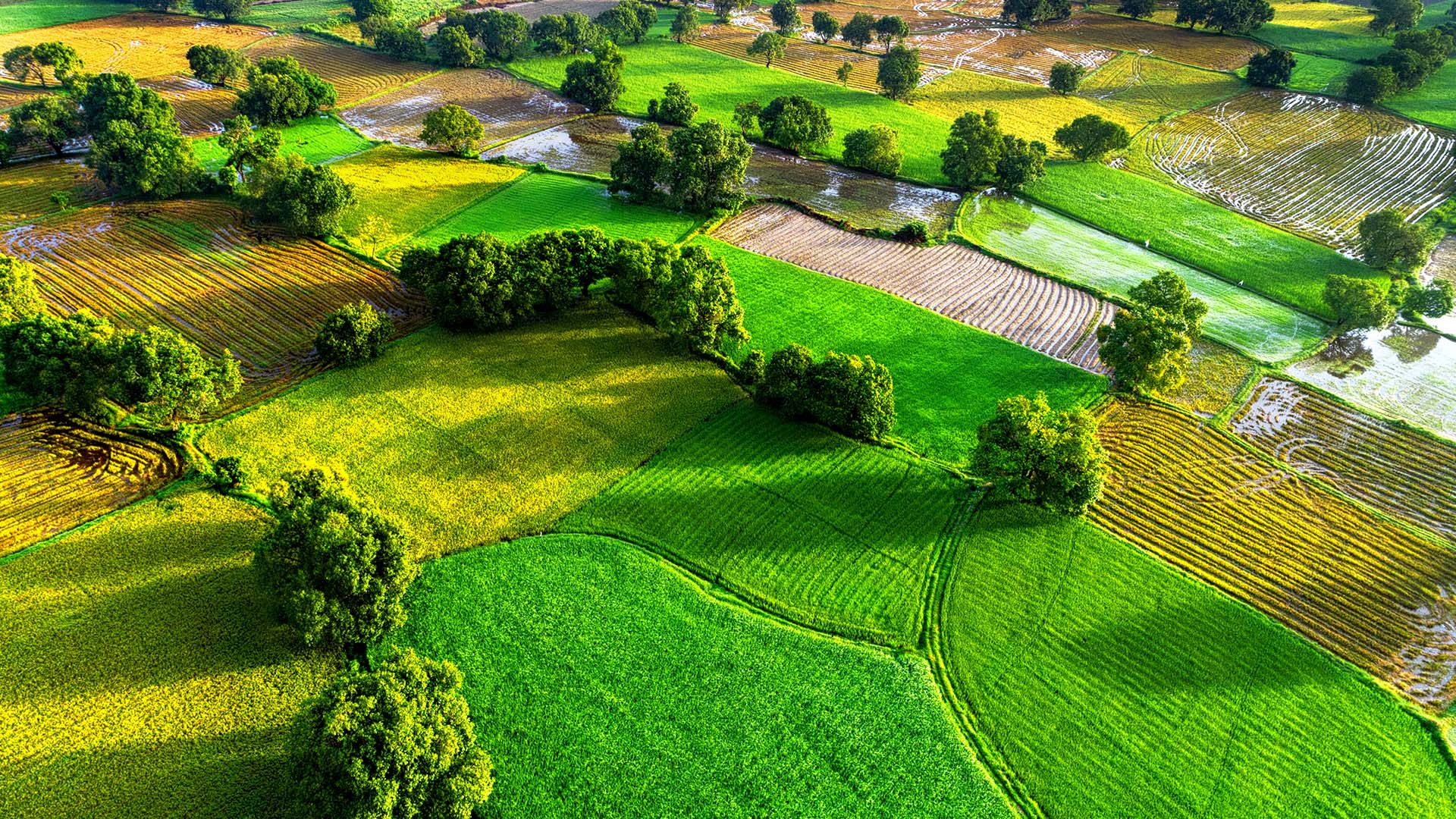 เวียดนาม (Vietnam) — 10 อันดับประเทศผู้ส่งออกข้าวรายใหญ่ที่สุดในโลก อัปเดตสถิติล่าสุดปี 2026
