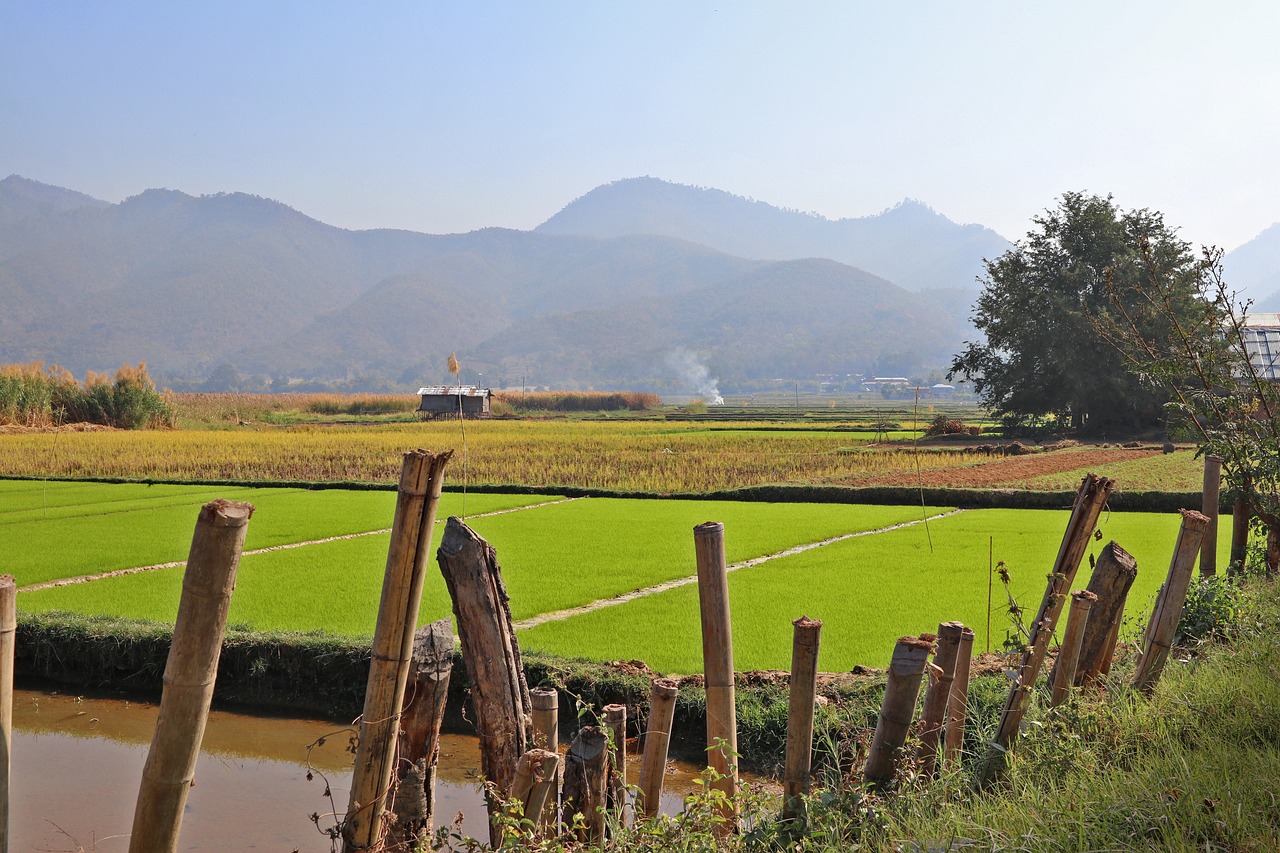 เมียนมา (Myanmar) — 10 อันดับประเทศผู้ส่งออกข้าวรายใหญ่ที่สุดในโลก อัปเดตสถิติล่าสุดปี 2026