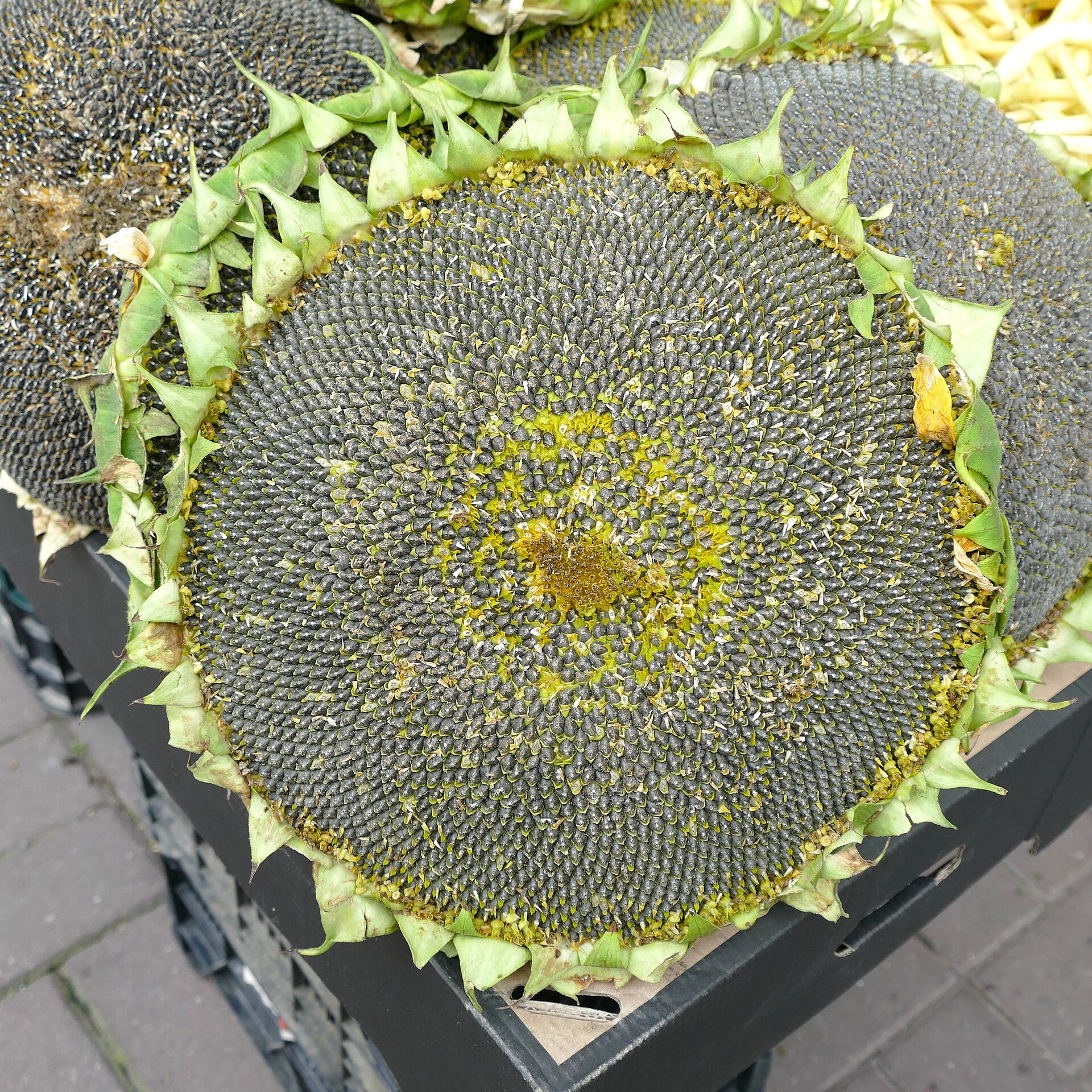 เมล็ดทานตะวัน (Sunflower Seed Kernels) — 10 อันดับอาหารธรรมชาติที่มีปริมาณแมกนีเซียมสูงที่สุดต่อ 100 กรัม