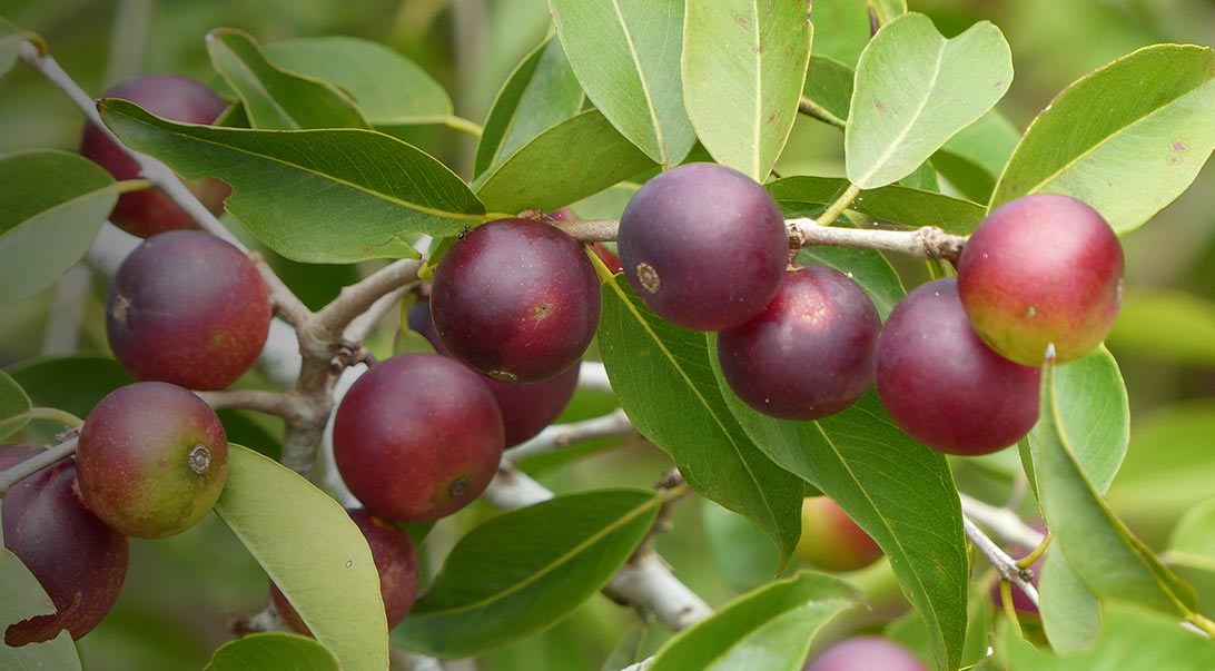 คามูคามู (Camu Camu) — 10 อันดับอาหารธรรมชาติที่มีปริมาณวิตามินซีสูงที่สุดต่อ 100 กรัม เสริมภูมิคุ้มกันระดับซูเปอร์ฟู้ด