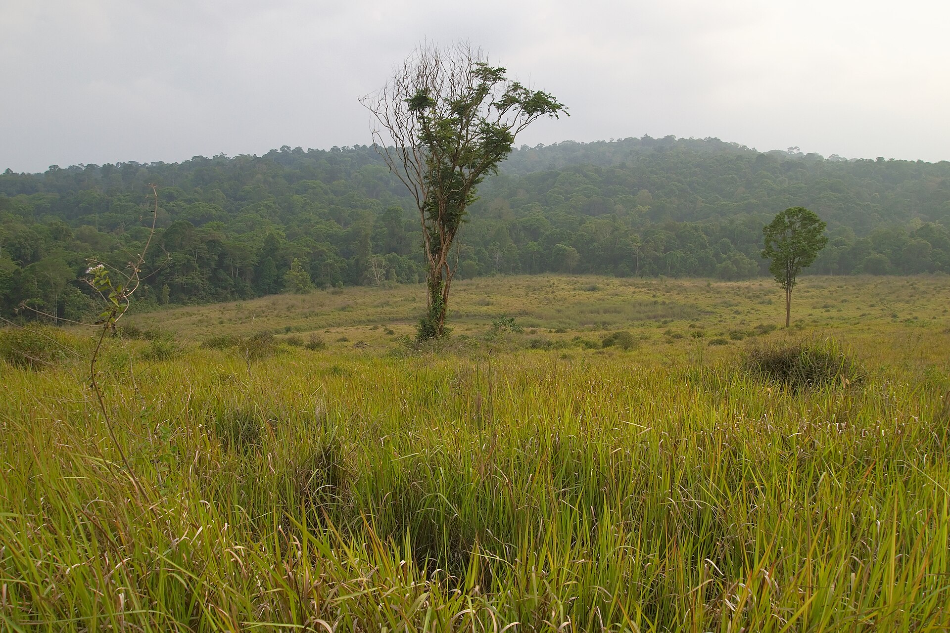 อุทยานแห่งชาติเขาใหญ่ — รายการแนะนำอุทยานแห่งชาติยอดนิยมของไทยที่มีผู้มาเยือนมาก อัปเดตสถิติล่าสุด