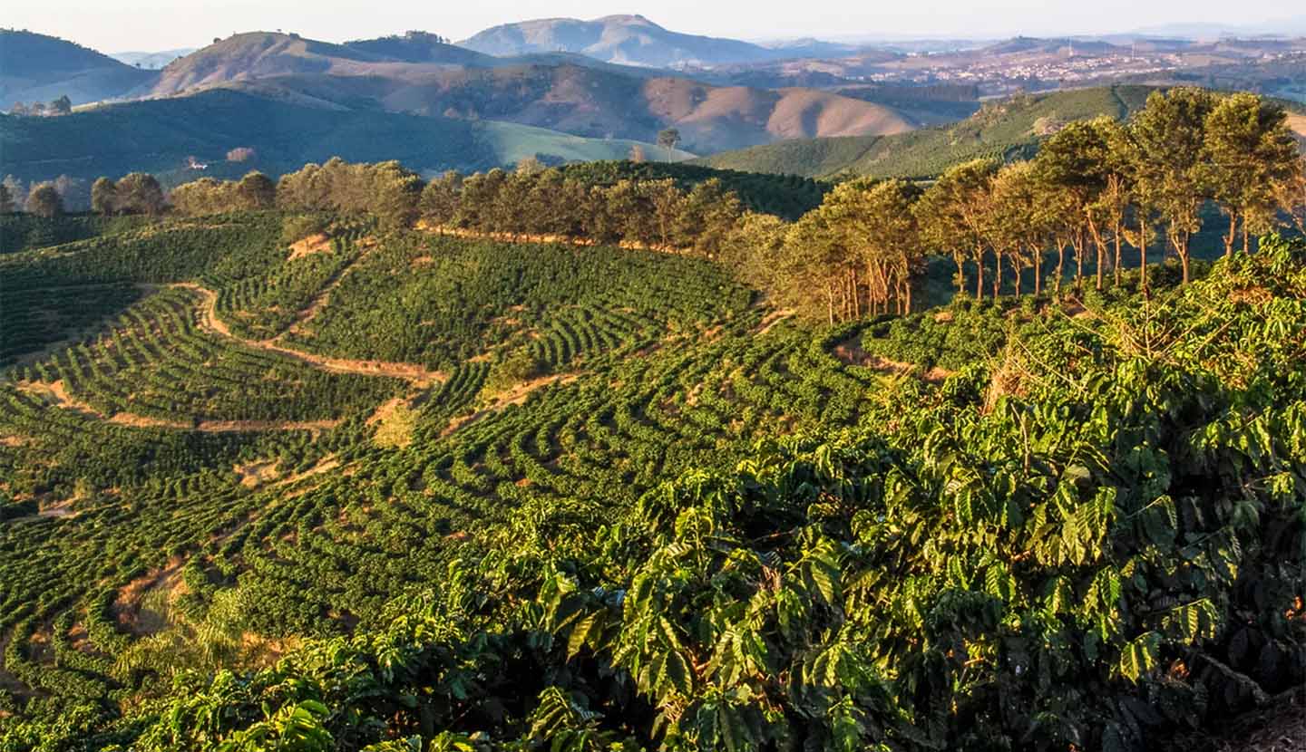 บราซิล (Brazil) — 10 อันดับประเทศผู้ผลิตกาแฟรายใหญ่ที่สุดในโลก อัปเดตสถิติล่าสุดปี 2026