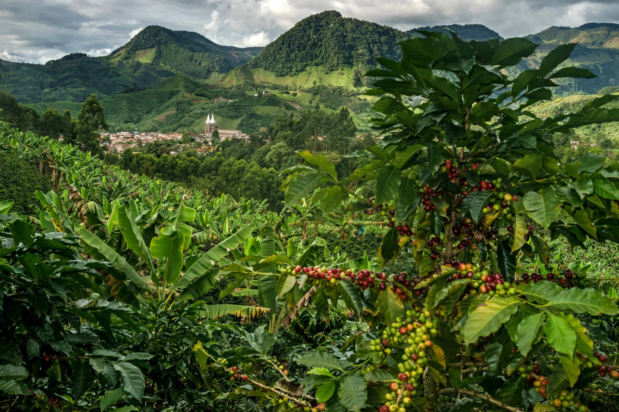 โคลอมเบีย (Colombia) — 10 อันดับประเทศผู้ผลิตกาแฟรายใหญ่ที่สุดในโลก อัปเดตสถิติล่าสุดปี 2026