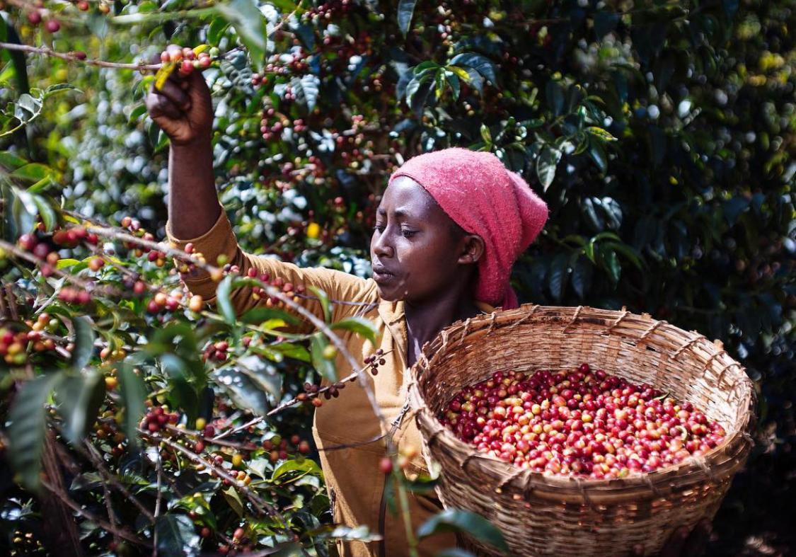 เอธิโอเปีย (Ethiopia) — 10 อันดับประเทศผู้ผลิตกาแฟรายใหญ่ที่สุดในโลก อัปเดตสถิติล่าสุดปี 2026