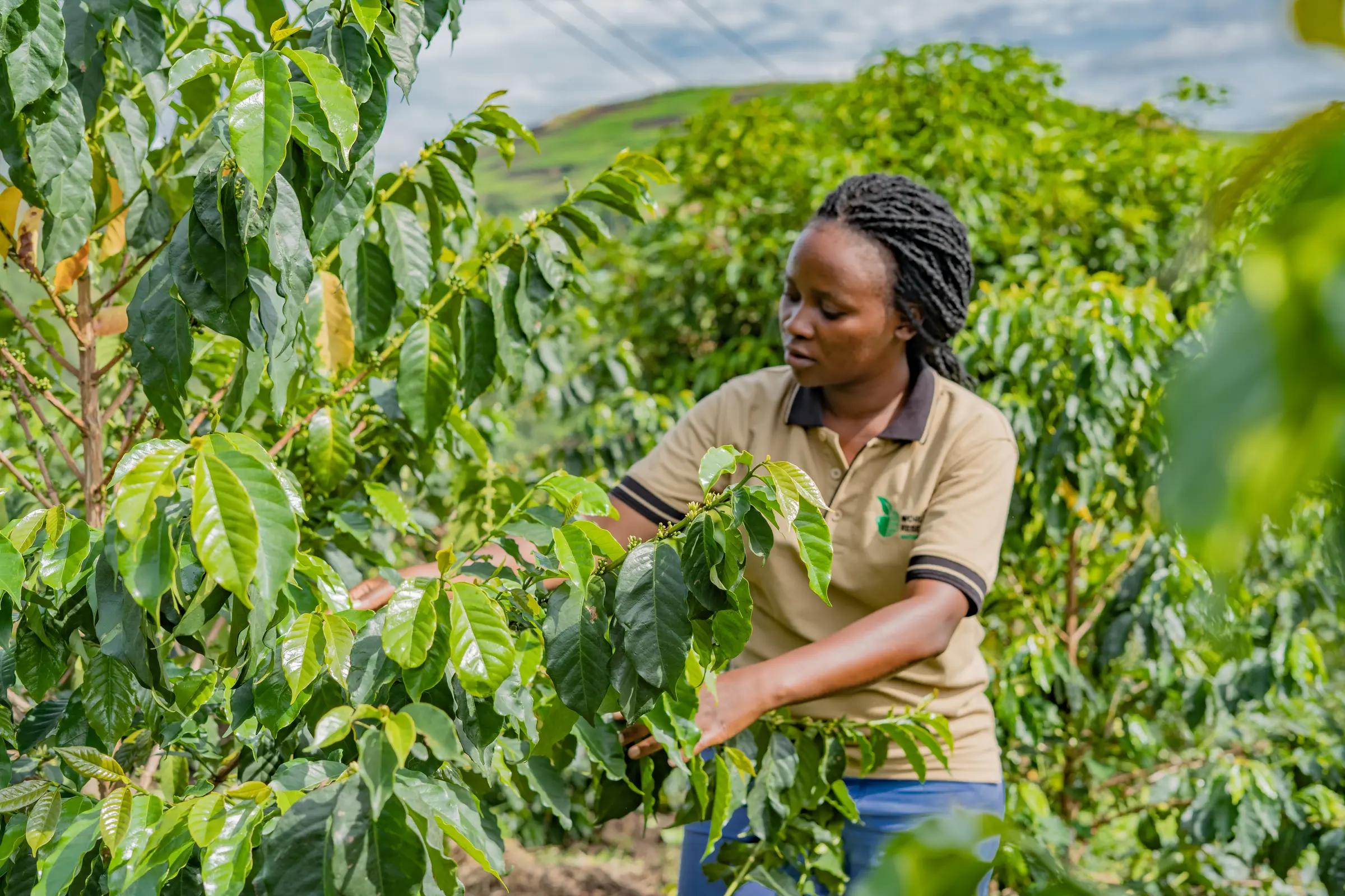 ยูกันดา (Uganda) — 10 อันดับประเทศผู้ผลิตกาแฟรายใหญ่ที่สุดในโลก อัปเดตสถิติล่าสุดปี 2026