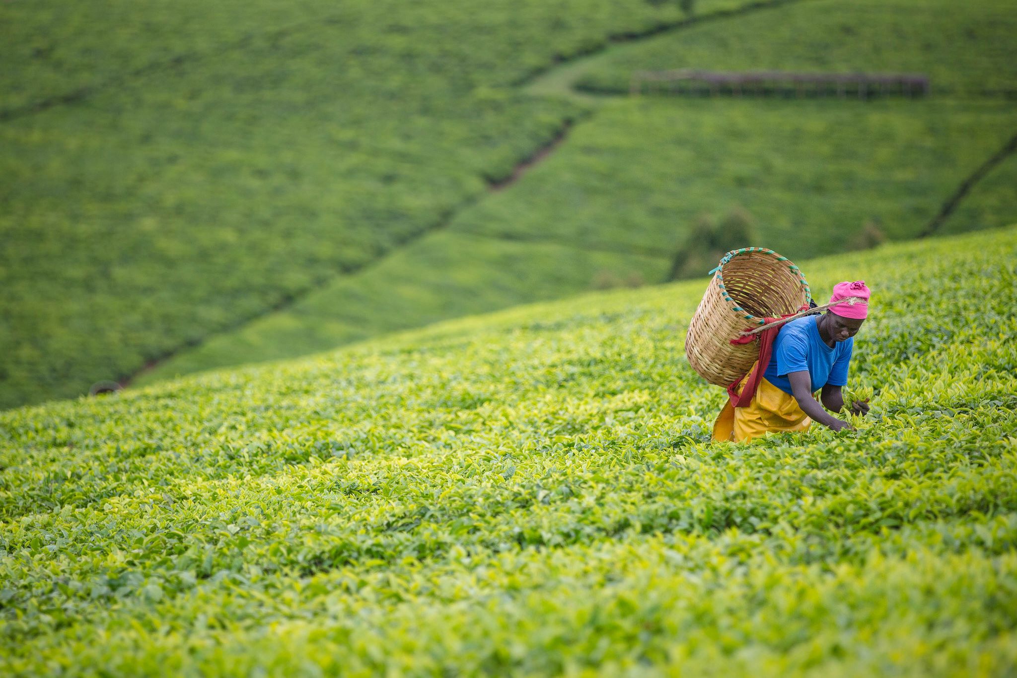 เคนยา (Kenya) — 10 อันดับประเทศผู้ส่งออกชาแห้งรายใหญ่ที่สุดในโลก อัปเดตสถิติล่าสุดปี 2026