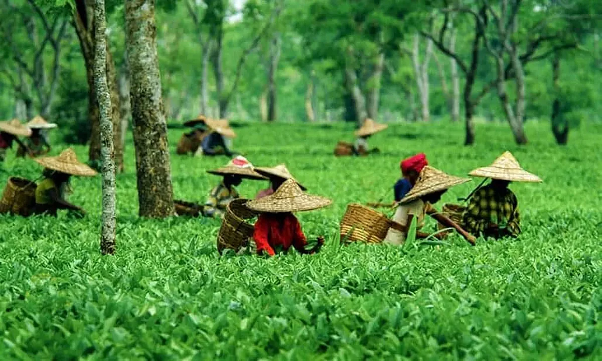อินเดีย (India) — 10 อันดับประเทศผู้ส่งออกชาแห้งรายใหญ่ที่สุดในโลก อัปเดตสถิติล่าสุดปี 2026
