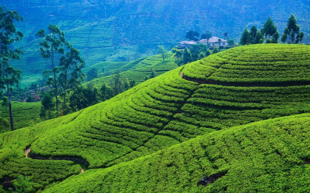 ศรีลังกา (Sri Lanka) — 10 อันดับประเทศผู้ส่งออกชาแห้งรายใหญ่ที่สุดในโลก อัปเดตสถิติล่าสุดปี 2026