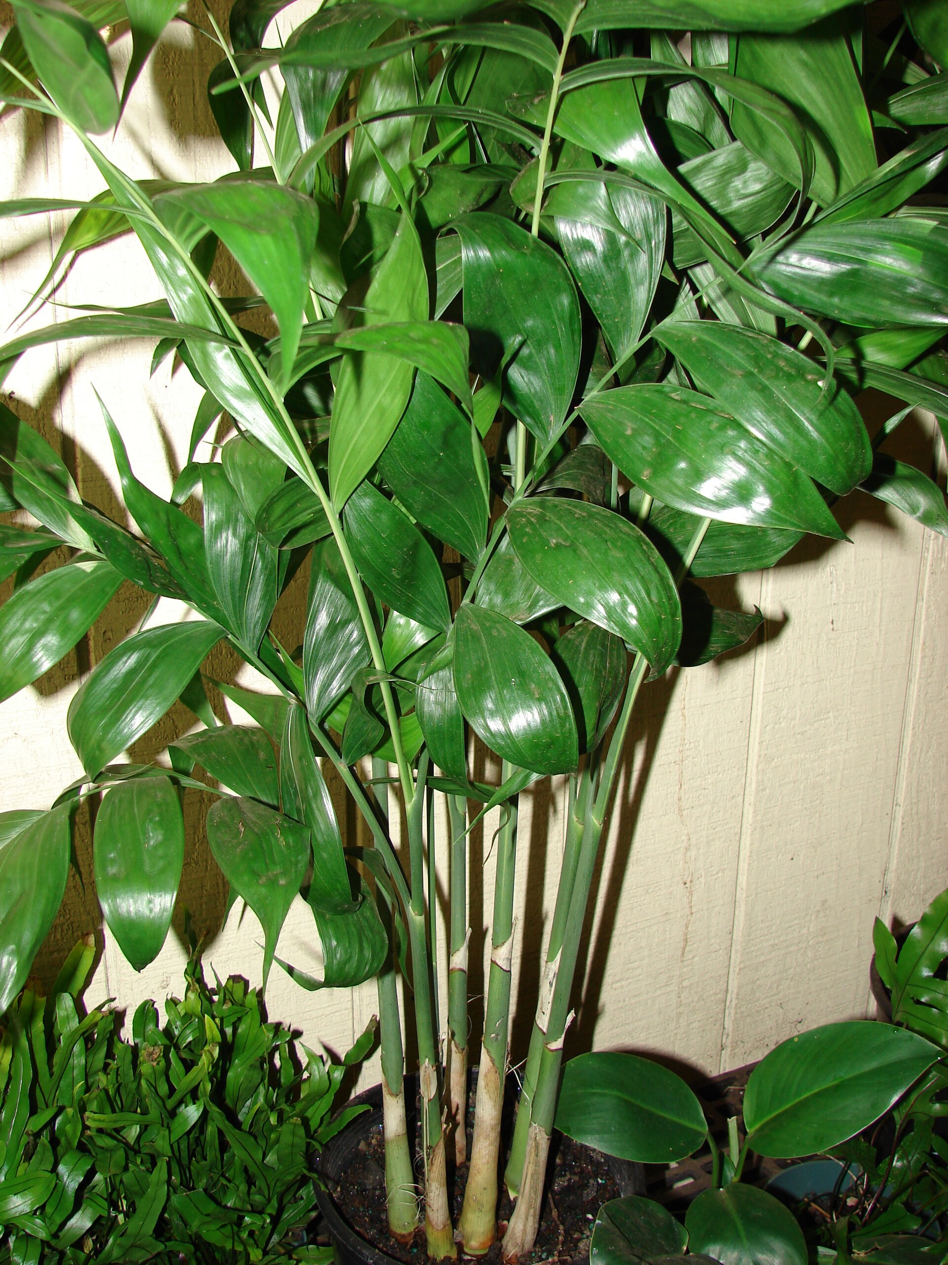 ปาล์มไผ่ (Bamboo Palm) — 10 ต้นไม้ฟอกอากาศปลูกในร่มยอดนิยมปี 2569 แต่งบ้านสไตล์ Biophilic Design ดูแลง่ายช่วยกรองฝุ่นและสารพิษ