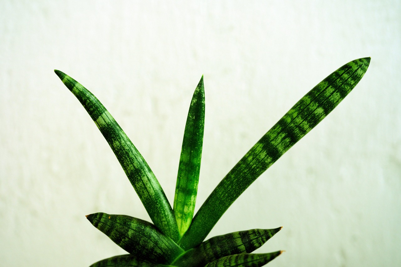 ลิ้นมังกร (Snake Plant) — 10 ต้นไม้ฟอกอากาศปลูกในร่มยอดนิยมปี 2569 แต่งบ้านสไตล์ Biophilic Design ดูแลง่ายช่วยกรองฝุ่นและสารพิษ