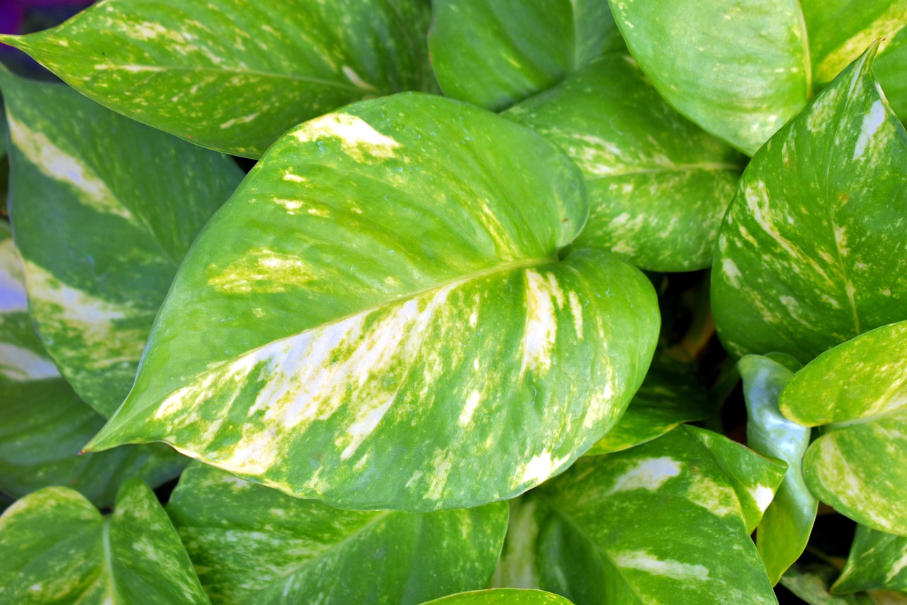พลูด่าง (Golden Pothos) — 10 ต้นไม้ฟอกอากาศปลูกในร่มยอดนิยมปี 2569 แต่งบ้านสไตล์ Biophilic Design ดูแลง่ายช่วยกรองฝุ่นและสารพิษ