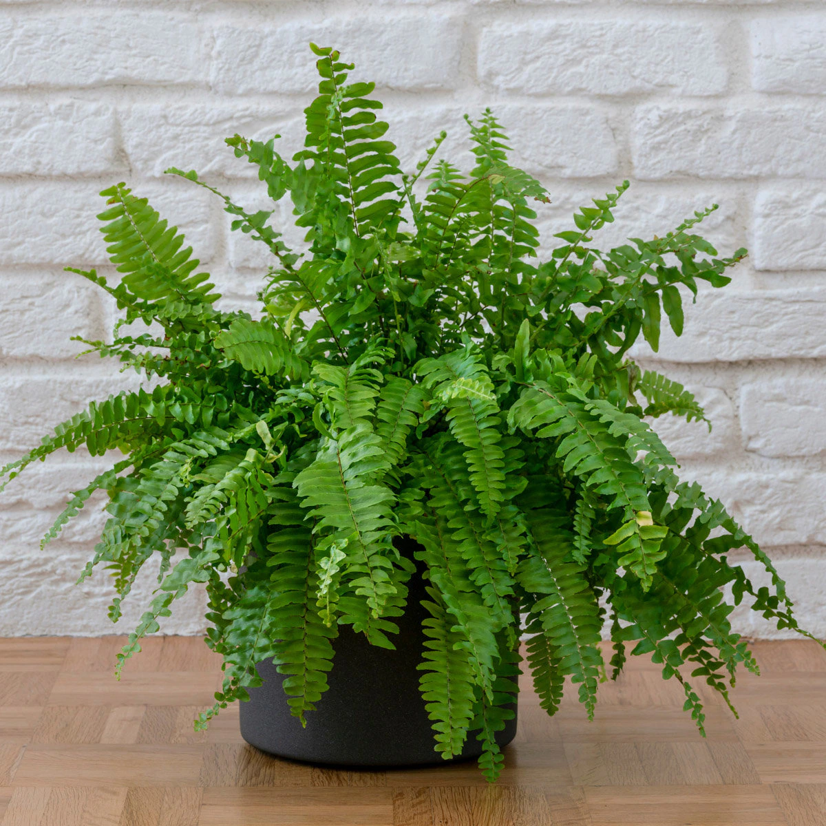 เฟินบอสตัน (Boston Fern) — 10 ต้นไม้ฟอกอากาศปลูกในร่มยอดนิยมปี 2569 แต่งบ้านสไตล์ Biophilic Design ดูแลง่ายช่วยกรองฝุ่นและสารพิษ