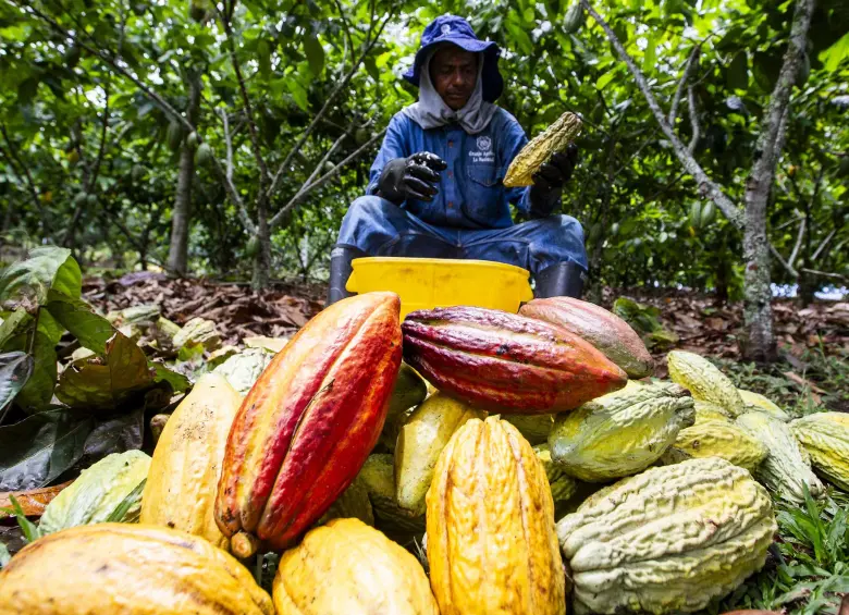 โคลอมเบีย (Colombia) — 10 อันดับประเทศผู้ผลิตเมล็ดโกโก้รายใหญ่ที่สุดในโลก อัปเดตสถิติล่าสุดปี 2026