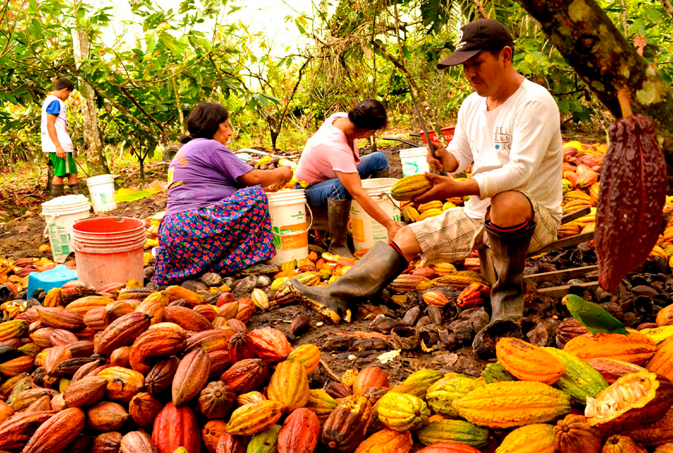 เปรู (Peru) — 10 อันดับประเทศผู้ผลิตเมล็ดโกโก้รายใหญ่ที่สุดในโลก อัปเดตสถิติล่าสุดปี 2026