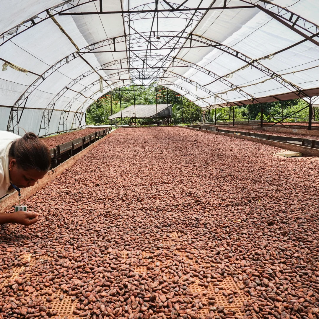 สาธารณรัฐโดมินิกัน (Dominican Republic) — 10 อันดับประเทศผู้ผลิตเมล็ดโกโก้รายใหญ่ที่สุดในโลก อัปเดตสถิติล่าสุดปี 2026